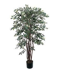 Silk Tree (4 Ft.)