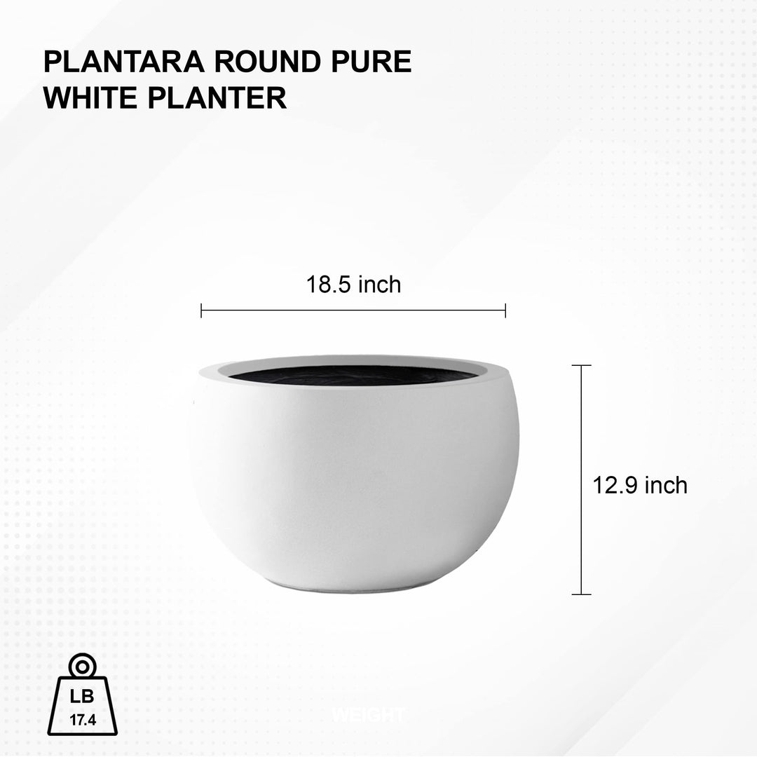 PLANTARA Round Concrete/Fiberglass Indoor & Outdoor Lightweight Decorative Plant