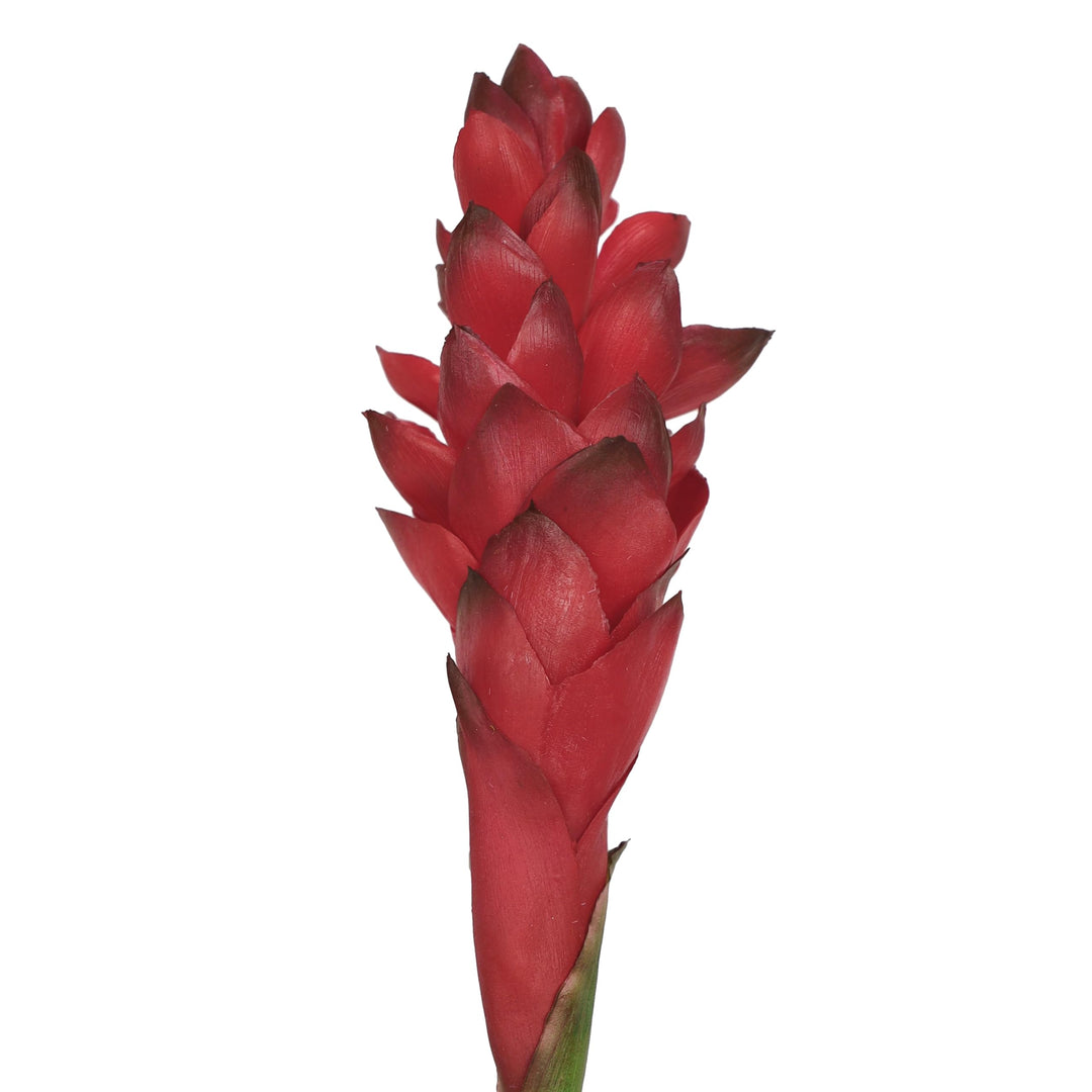 Set of 3 Real Touch Red Artificial Ginger Flower Stem Tropical Spray 31in 31"