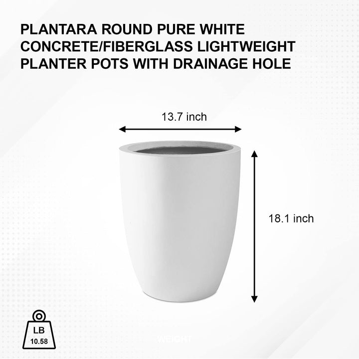 PLANTARA Round Concrete/Fiberglass Indoor & Outdoor Lightweight Decorative Plant