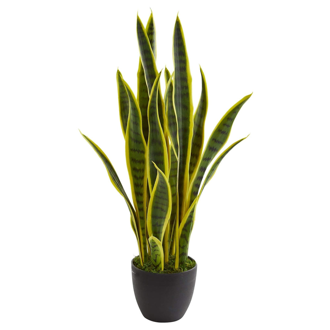 Green Black Sansevieria Plant Indoor Outdoor Summer Spring Theme Planting