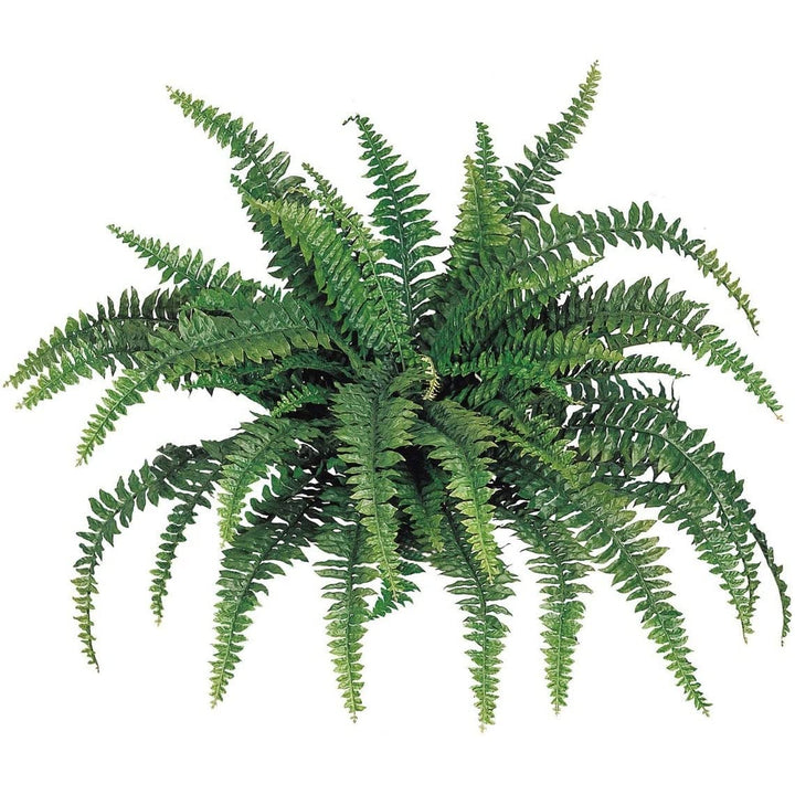 Silk Boston Fern Uv Resistant 48 Inch Diameter 60 Fronds 48"