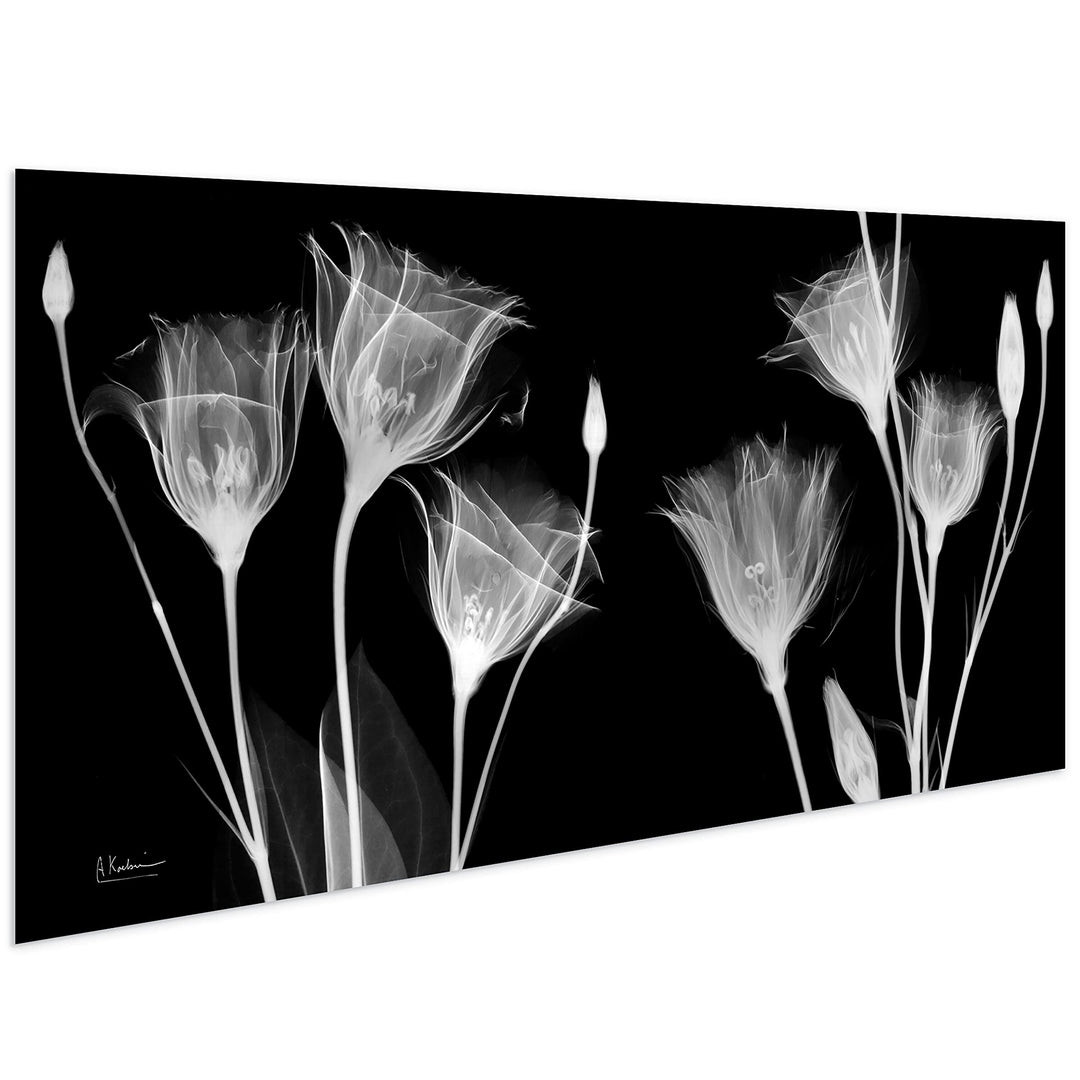 Gentian Xray Frameless Free Floating Tempered Glass Panel Graphic Wall Art Black