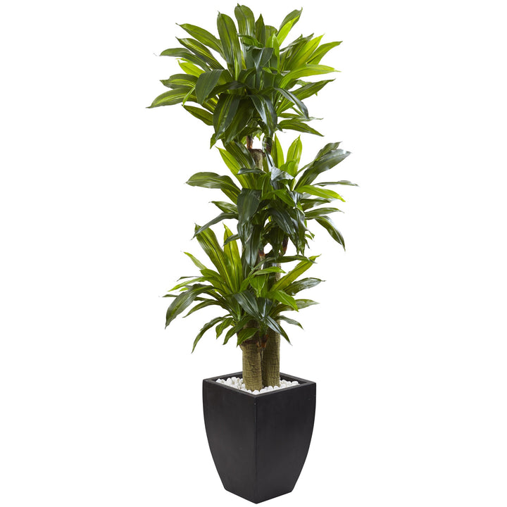 Nearly Natural 5.5ft. Corn Stalk Dracaena with Black Wash Planter