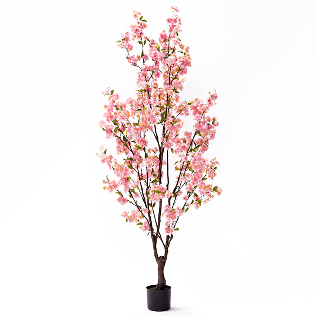 5.5ft Cherry Blossom Flower Tree in Pot 66" H X 34" W 32" Dp Pink