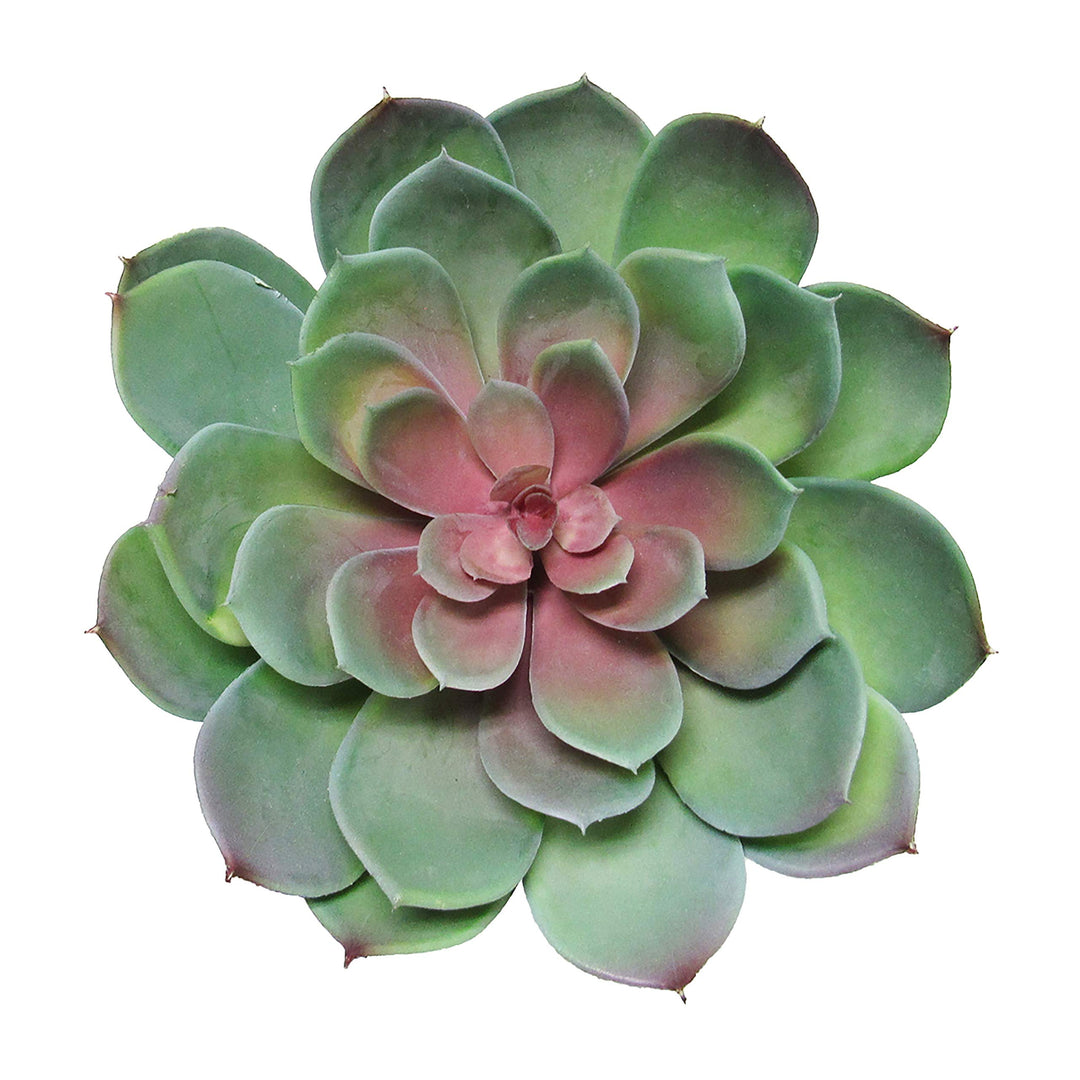 Giant Lotus Succulent Stem Greenery Pick Green Red 8.5in 6.5" H X 8.5" D