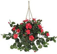 UKN Hibiscus Hanging Basket