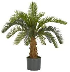 Palm Silk Plant