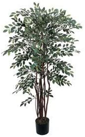 Silk Tree (4 Ft