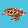 Sea Turtle Coaster Set 4 Color Synthetic Fiber