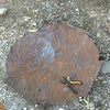 Recycled Oil Drum Natural Sun Wall Art Handmade Haiti Brown Metal