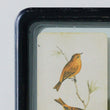 MISC Wood Framed Wall Decor Floating Bird Art (Set 6 Designs) 7" X 11" Beige