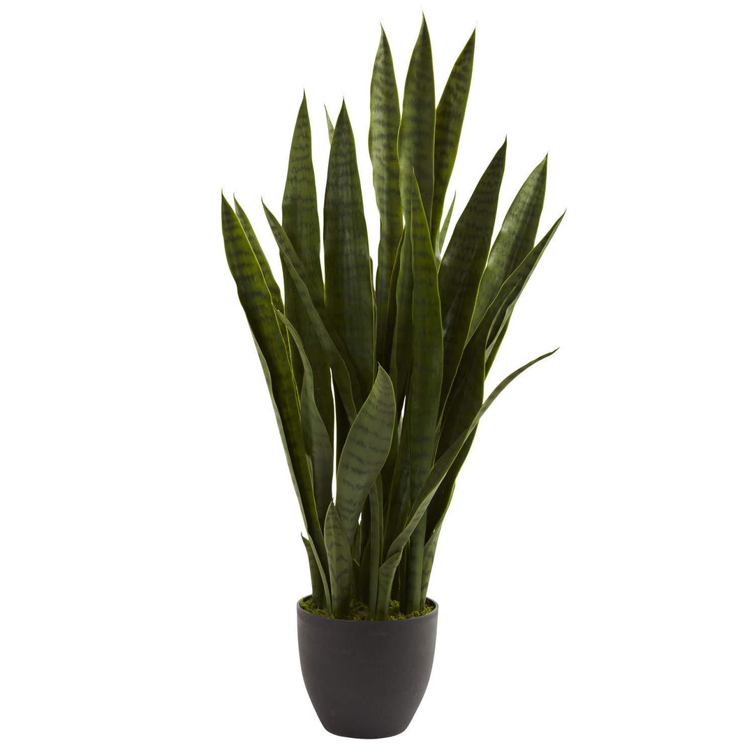 reen Black Sansevieria Plant Summer Spring Theme Planting