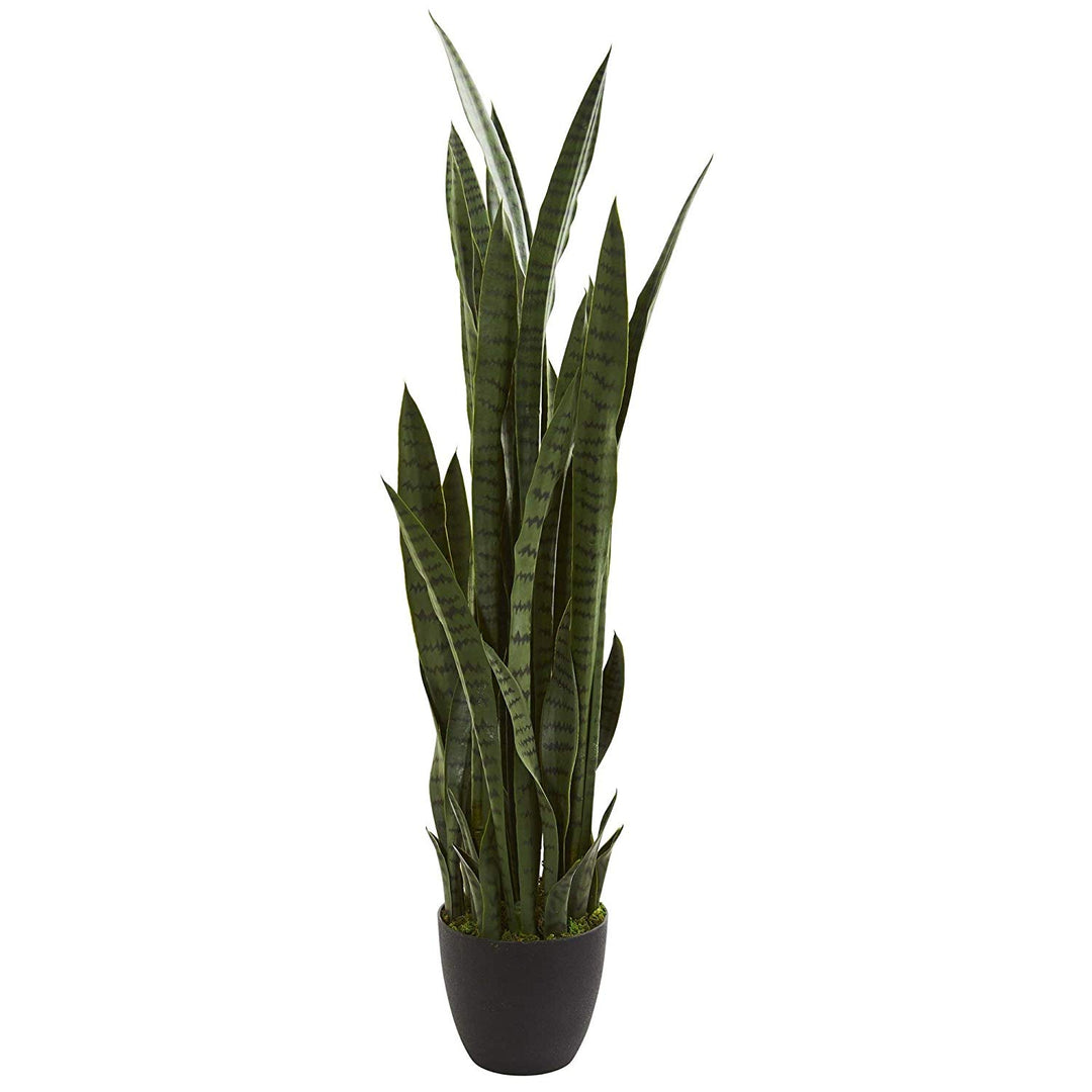 Green Black Sansevieria Plant Indoor Outdoor Summer Long