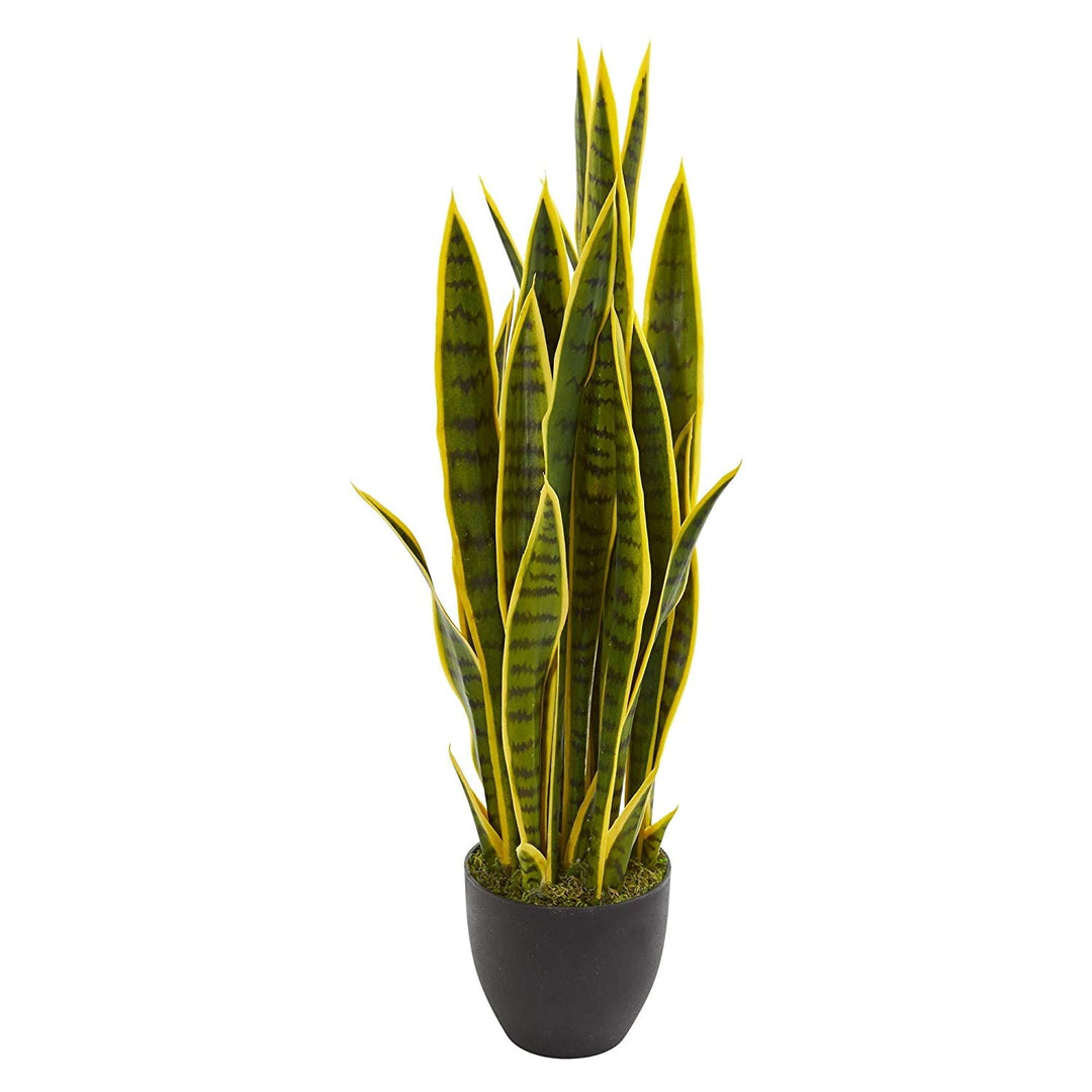 Green Black Sansevieria Plant Spring Summer Theme Planting