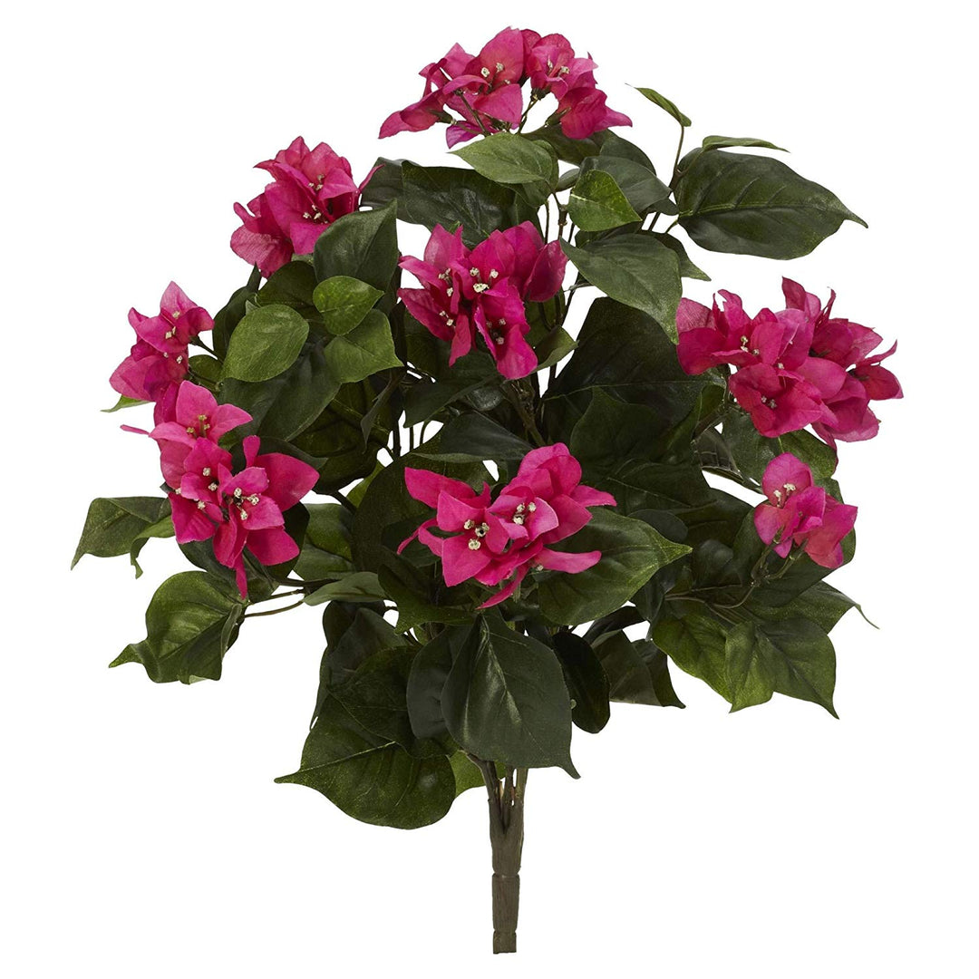 Pink Green Bougainvillea Plant Summer Spring Patio Theme