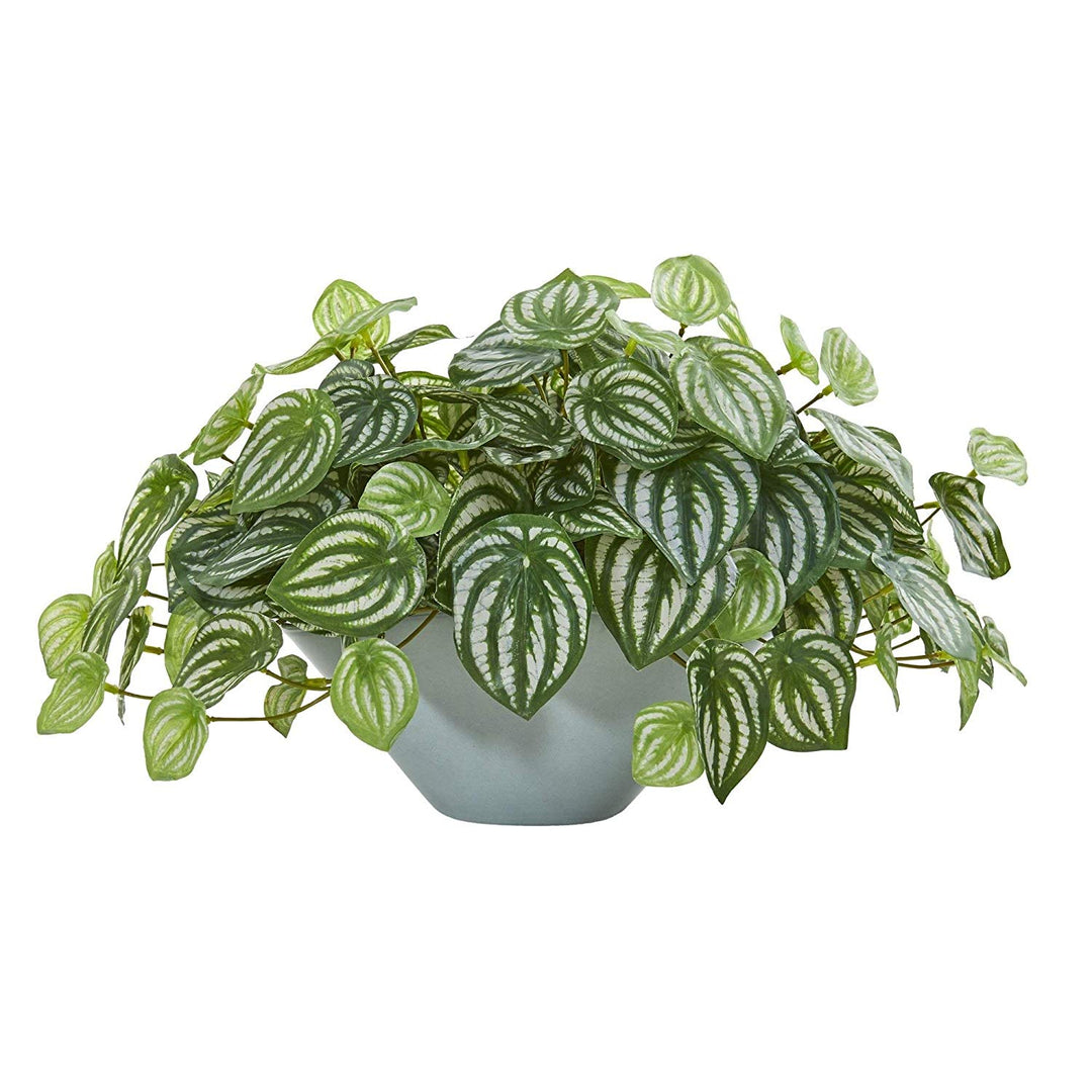 Green Watermelon Peperomia Plant Botanical Real Touch