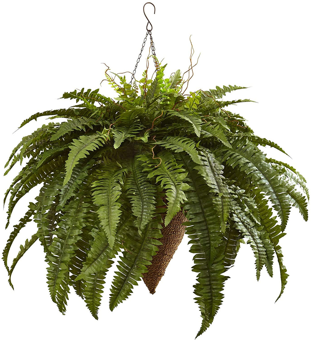 Giant Boston Fern Hanging