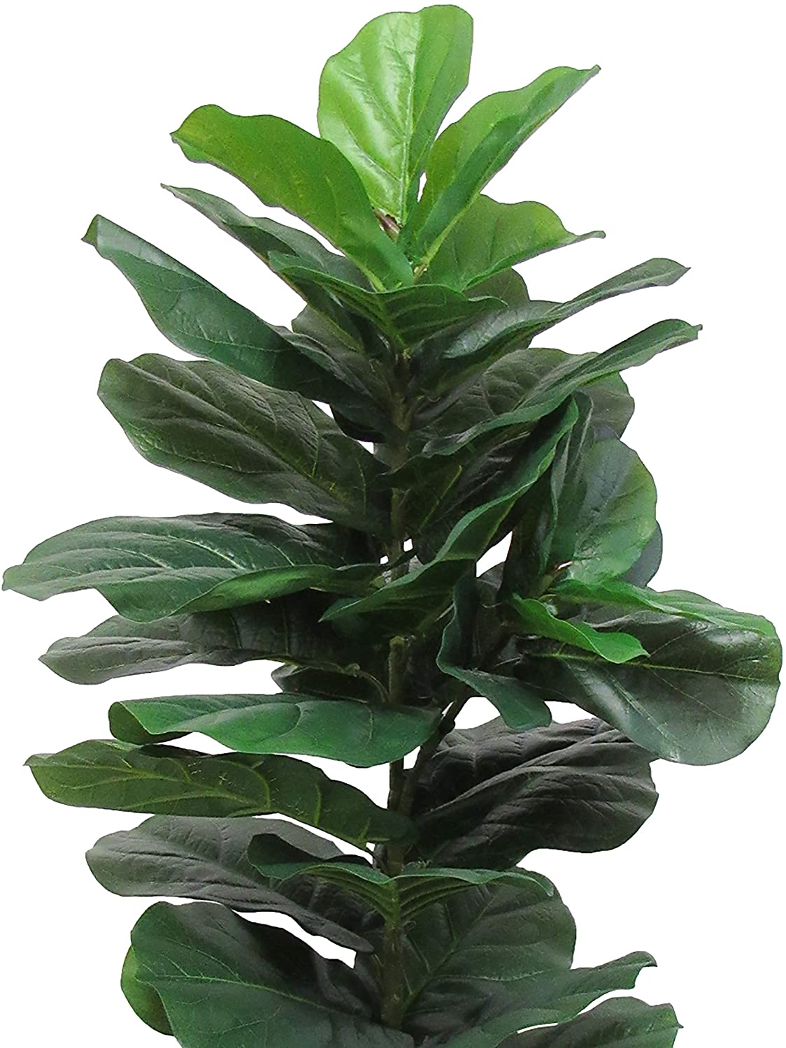 UKN 3 5ft Real Touch Leaf Fig Tree Pot 40" H X 20" W Dp Green
