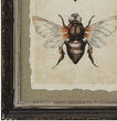 MISC Wood Framed Vintage Insect Prints (Set 4 Designs) 9 5" X 13 5" Beige French Country