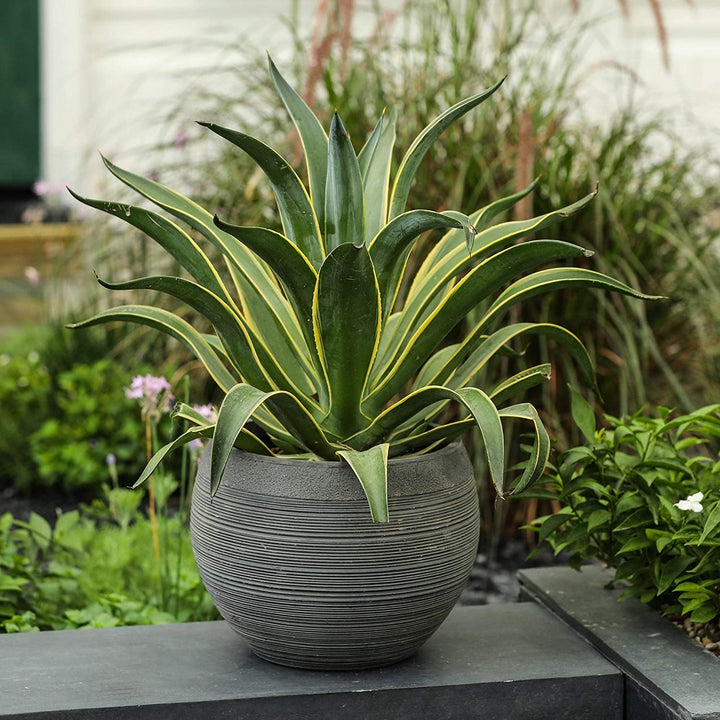 Stone Finish Pottery Bowl Planter (Small) Grey Modern