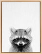 Raccoon Portrait Framed Canvas Art Natural 18x24 Modern Contemporary Rectangle