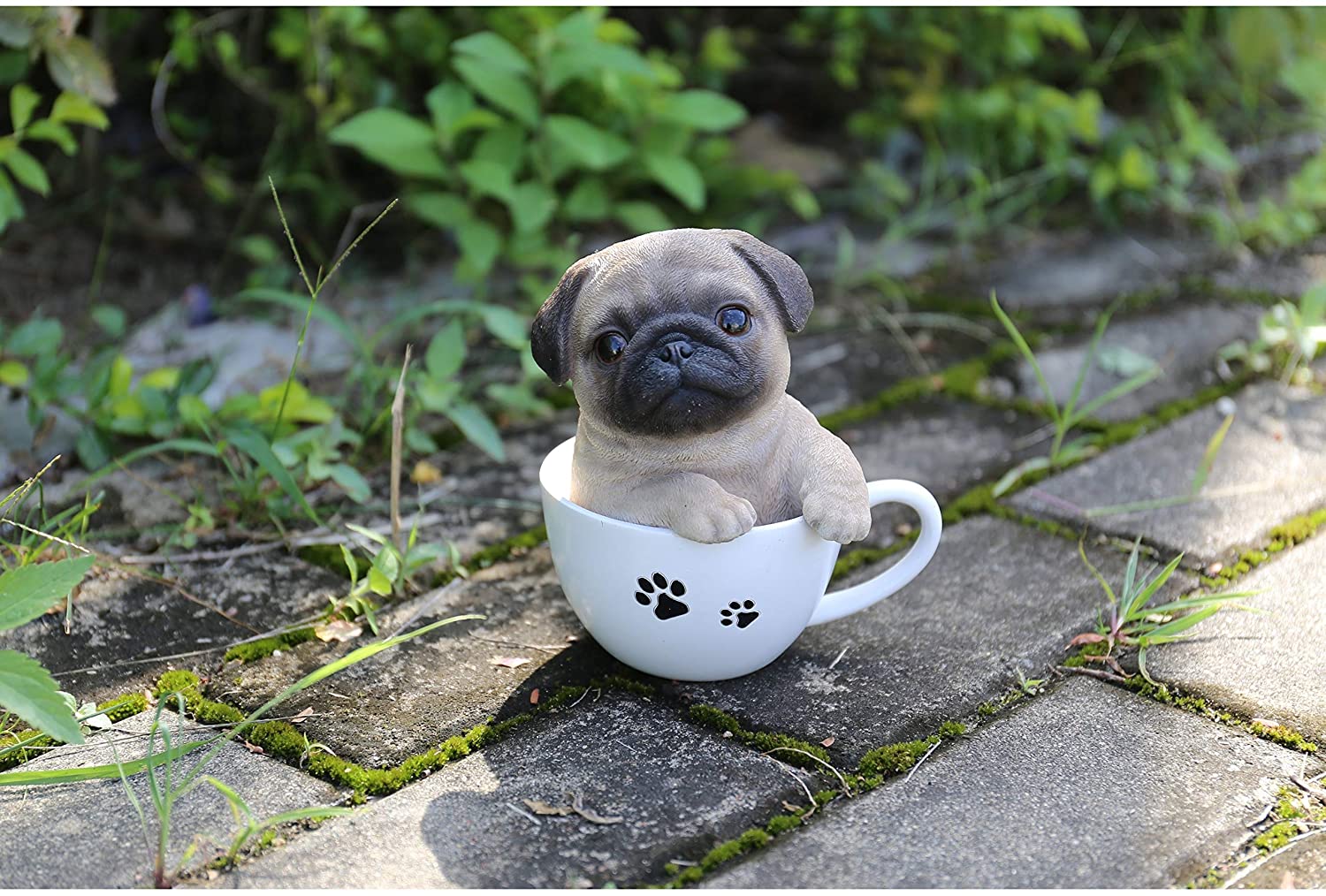 Full Grown Teacup Pugs full-grown-teacup-pugs