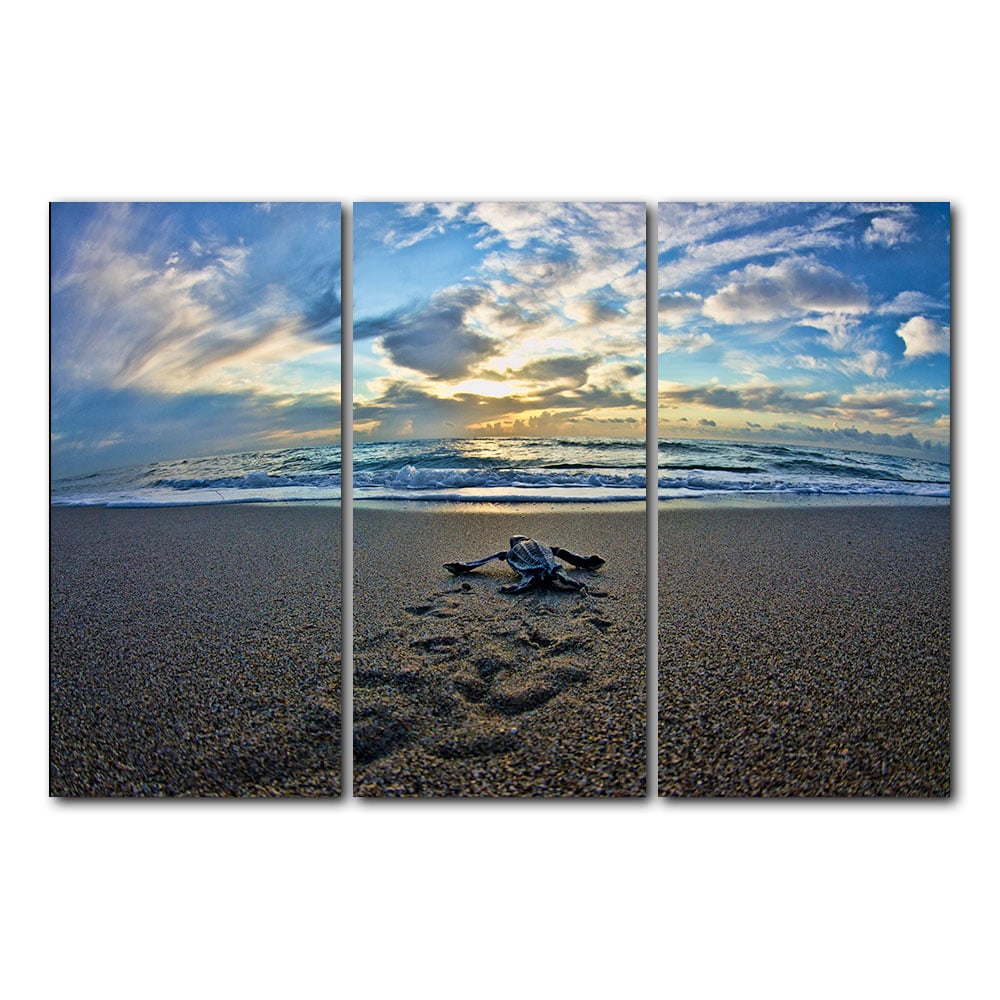 Chris Doherty 'Turtle' Acrylic Art 3-piece Set - Multi-color Blue Nautical Coastal