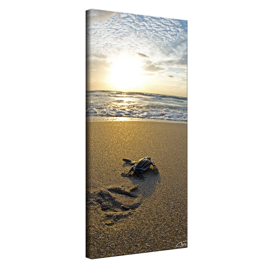 Christopher Doherty 'Baby Sea Turtle' Canvas Wall Art Brown Rectangle