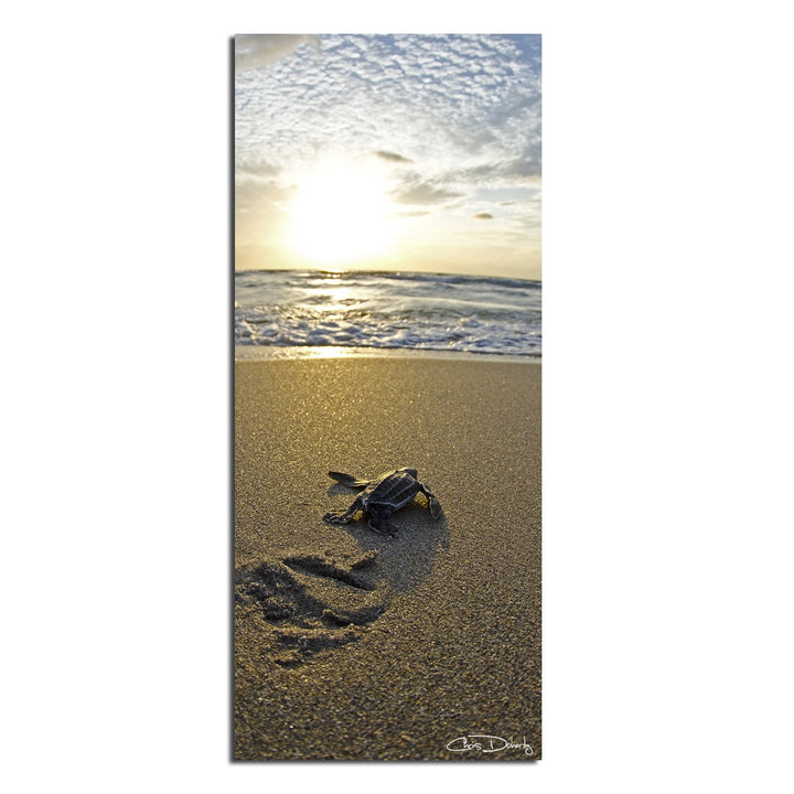 Christopher Doherty 'Baby Sea Turtle' Canvas Wall Art